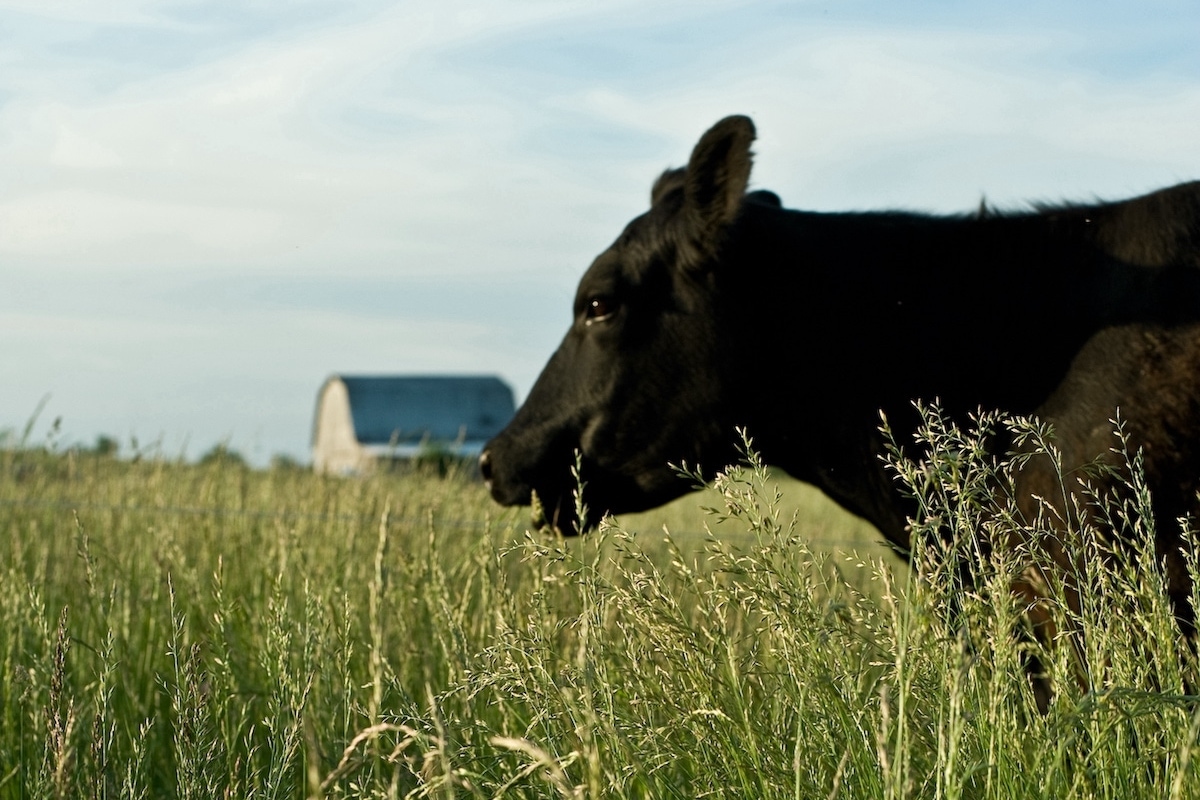 Marksbury Farm Market photo 10