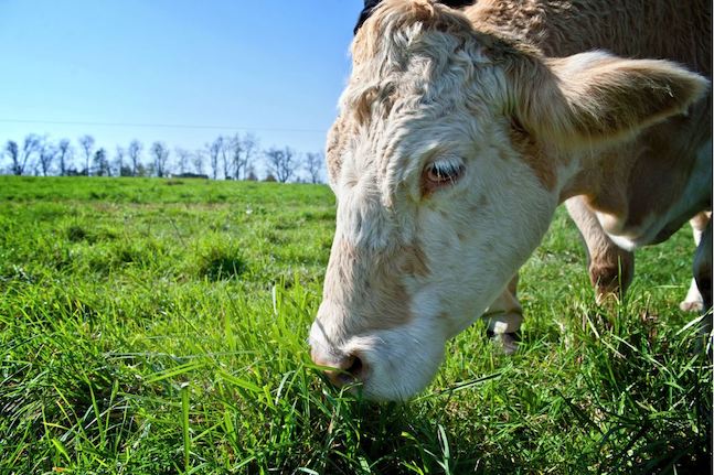 Considering Switching to Local, Grass-Fed Meat? Read This First.
